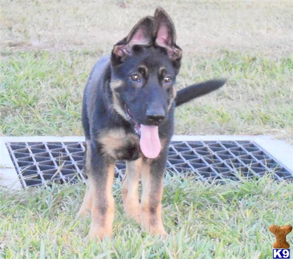 German Shepherd Puppies in FL